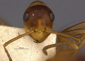 Media type: image;   Entomology 8886 Aspect: hefa